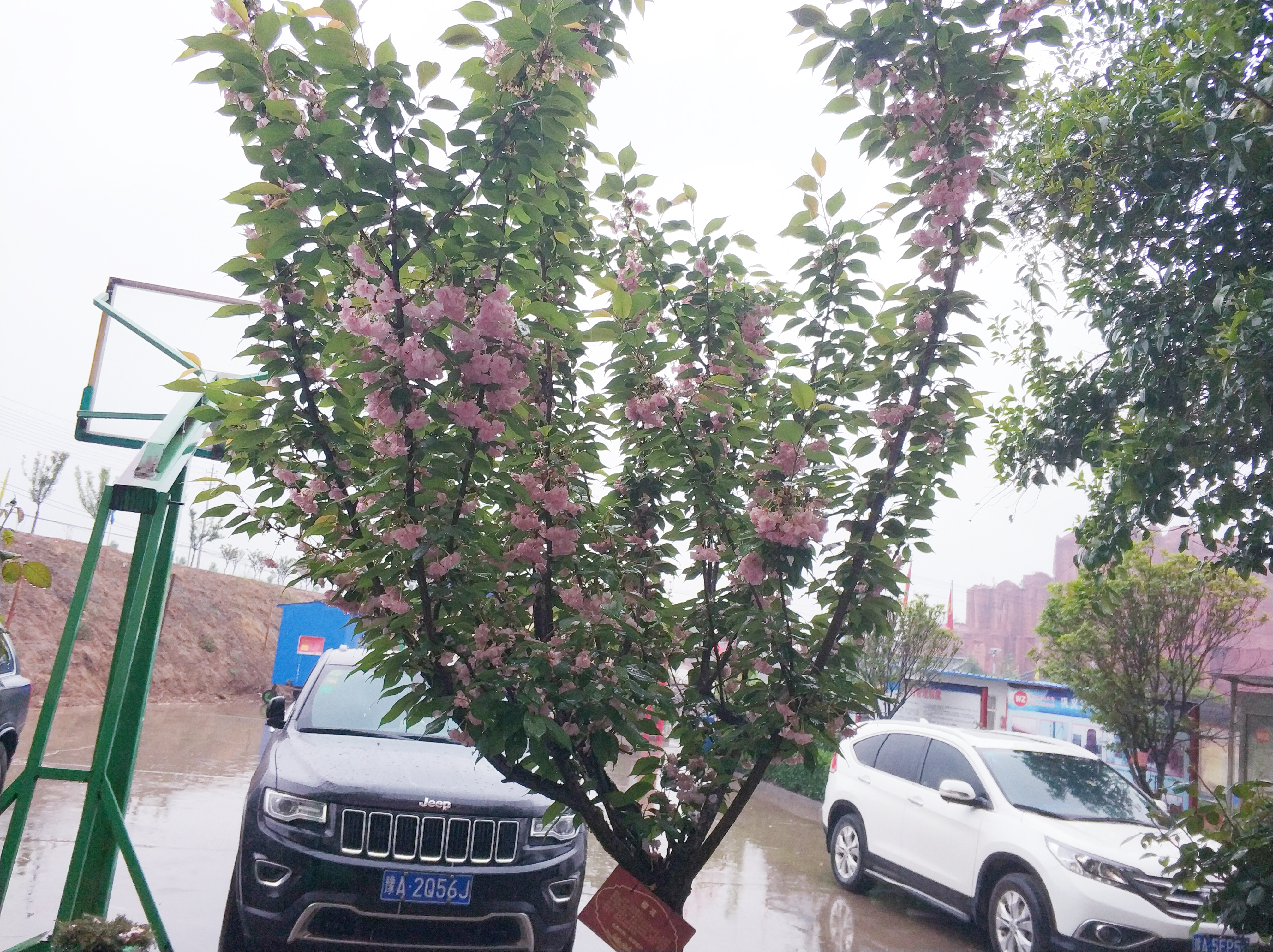 偉志模板櫻花開了